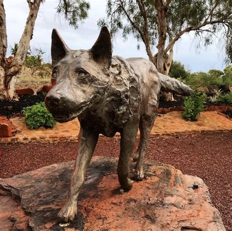 red dog statue  dampier western australia  red dog  big red