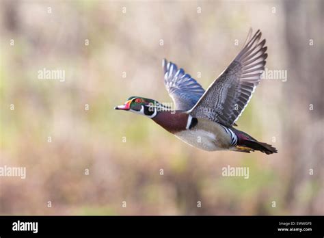 Male Wood Duck in flight Stock Photo - Alamy