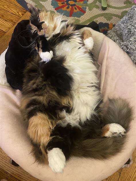 2353 best Tum images on Pholder | Catbellies, Saiman Says and Burdurland