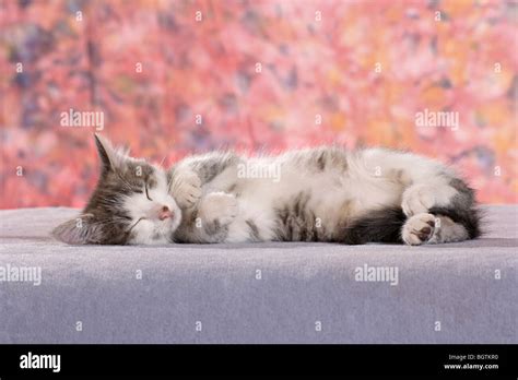kitten sleeping stock photo alamy