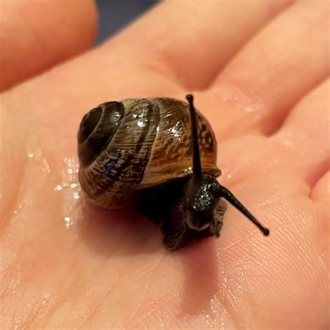Before and after cleaning his shell 🧼 : r/snails