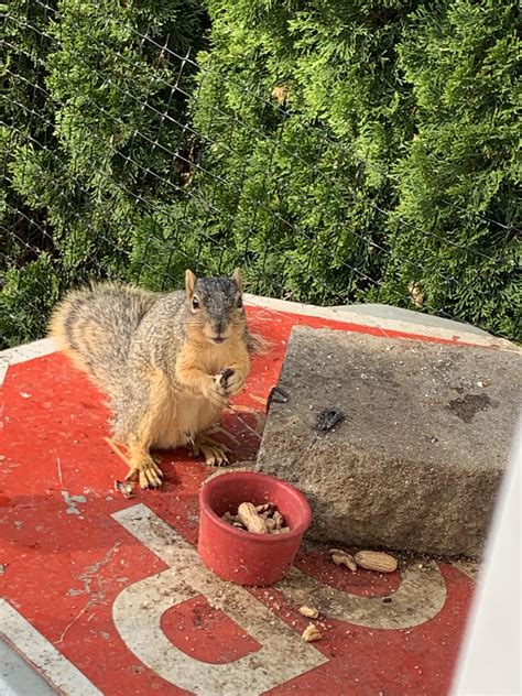 Munching. : r/squirrels