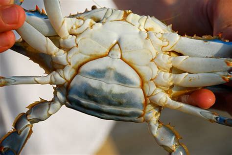 Maryland Blue Crab Stock Photos, Pictures & Royalty-Free Images - iStock