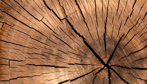 wood dream meaning  essential   build experience