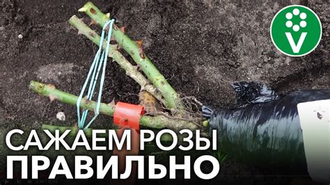 КАК ПОСАДИТЬ РОЗЫ ОСЕНЬЮ? Важные нюансы при осенней посадке роз - YouTube