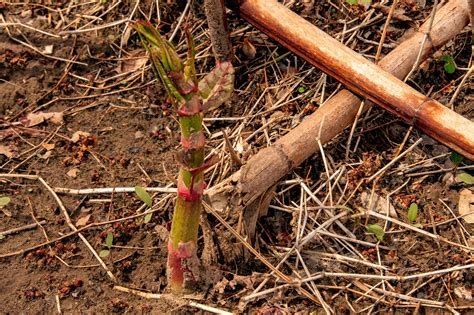 All About Japanese Knotweed - Backyard Forager