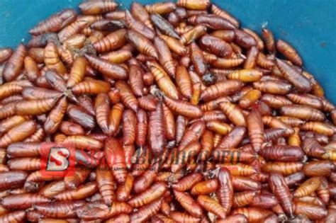 bagaimana hukumnya makan enthung jati  kata mui bojonegoro