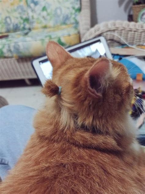 foto lucu kucing  rambut dikuncir  bikin gemas hot