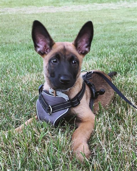 belgian shepherd dog malinois puppies  sale zeeland mi