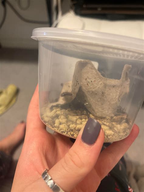 Little bugs in bought crickets what are they ? : r/geckos