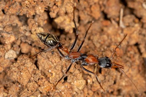 Jumper Ant of QLD Australia (might not kill you...maybe)[4520x3013][OC