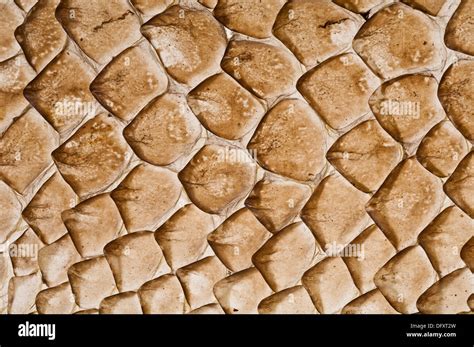 Lizard Skin Texture Hd