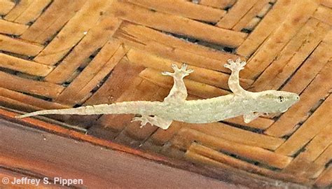 Indonesia Reptiles and Amphibians