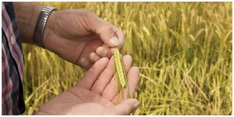 Our Barley – Malting Company Ireland