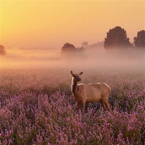 Heathland Deer 4K iPhone Wallpaper