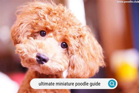 ultimate miniature poodle guide   poodle club