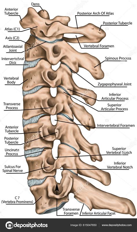 Structure Colonne Cervicale Vertébraux Cervicaux Anatomie Système Osseux Humain Système image ...