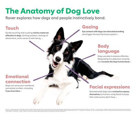 The Anatomy of Dog Love: New Research Shows that Dogs Are Changing