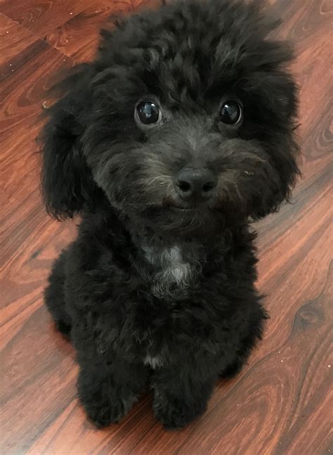 30 of the best adorable labradoodle names – Artofit