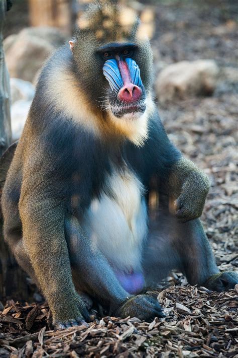 Some Monkeys Have Blue Testicles—Here's Why | National Geographic