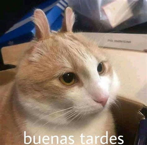 funny cat meme  wide eyes