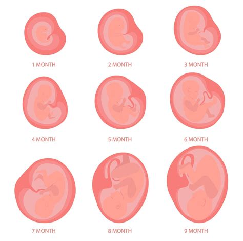 Baby in the womb from 1 to 9 month pregnancy. 2204016 Vector Art at