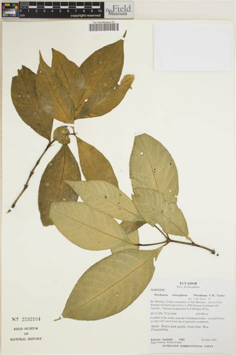 Psychotria ostreophora (Wernham) C.M.Taylor