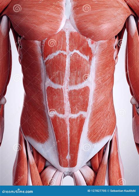 The Abdominal Muscles Royalty-Free Illustration | CartoonDealer.com #127827705