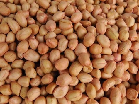 Premium Photo | Peanut is an important economic crop