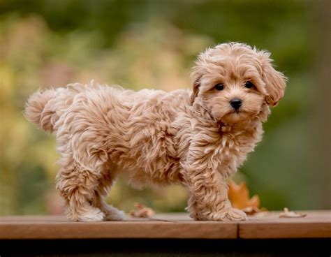 When Is a Maltipoo Full-Grown?