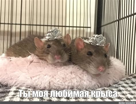 Создать мем "две крыски подружки в клетке, три крысы, две крысы ...