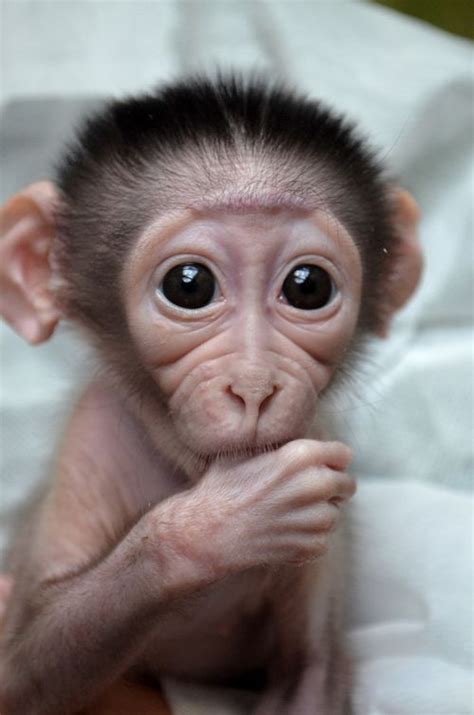 Mangabey Monkey - ZooBorns