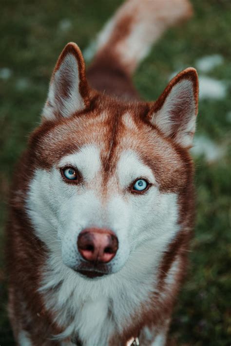 portrait   white  brown siberian husky  stock photo