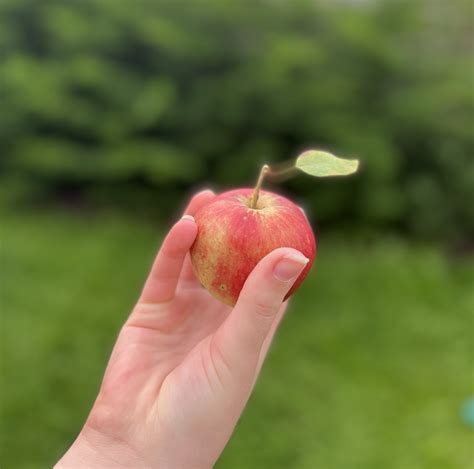 perfect apple ac daily