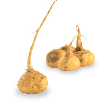 OVIDO plus Healthfood | MACA