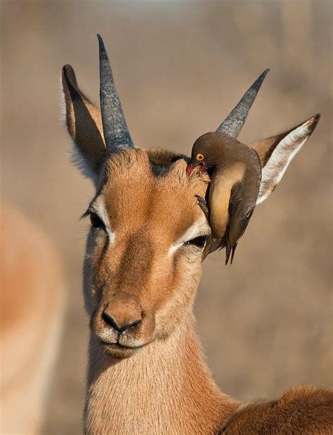 Symbiotic relationships