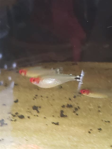 Rummy Nose Tetra 8