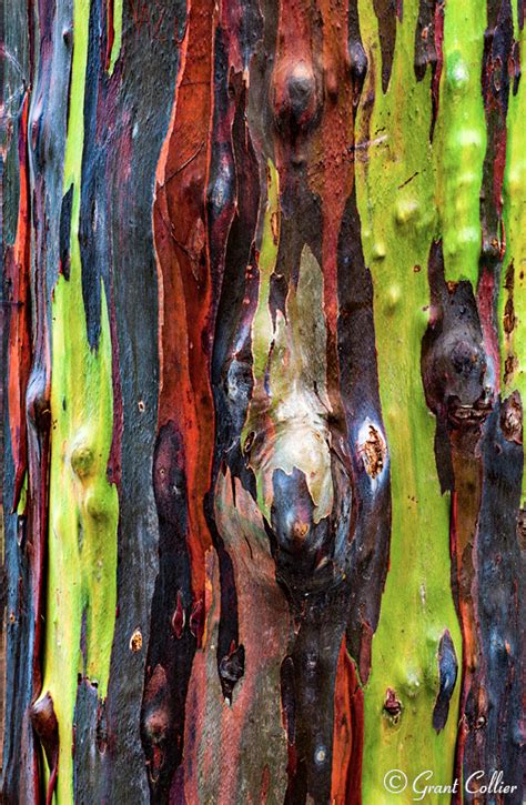 Kauai Landscape Photography, Rainbow Eucalyptus, Hawaii