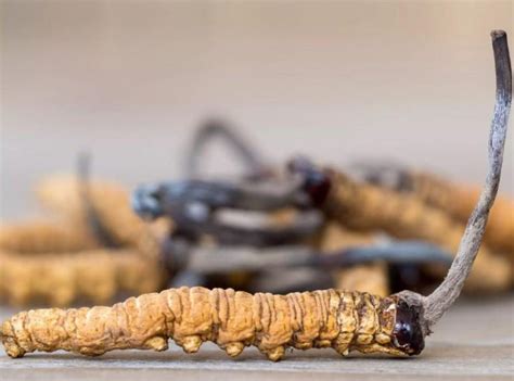 cordyceps sinensis  caterpillar fungus benefits price
