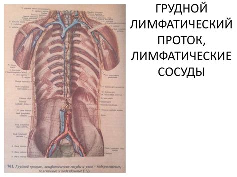 Функциональная анатомия лимфатической системы - презентация онлайн