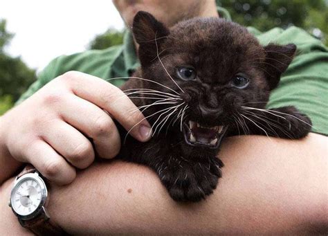 Baby panthers can be so fierce and adorable at the same time Land of ...