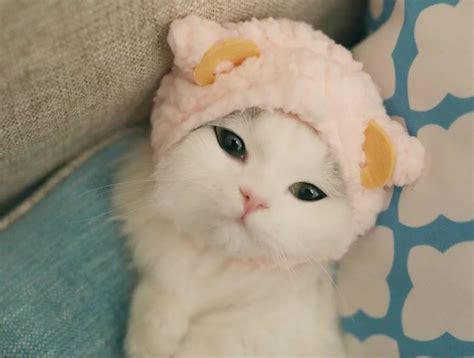 Милый котик с шапочке | Леша Круглый | Дзен
