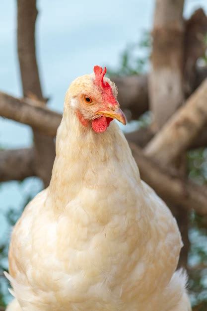 premium photo white rooster portrait