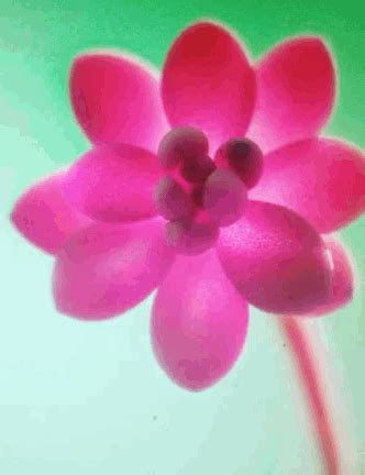 Hello Flower GIF - Hello Flower Bloom - Discover & Share GIFs