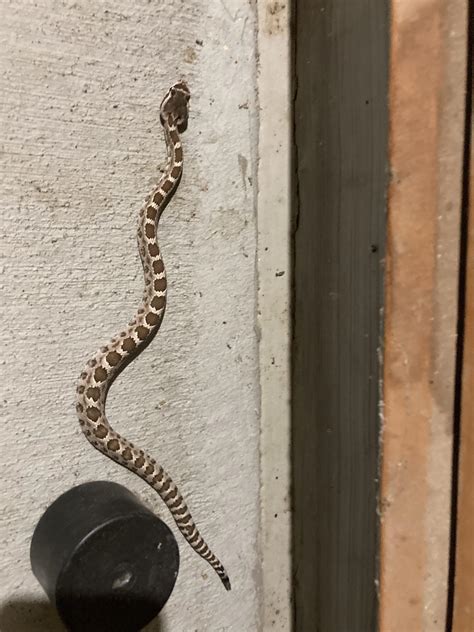 Do Baby Rattlesnakes Look Like at Michiko Durbin blog
