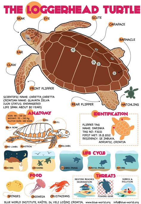 sea turtles blue world institute poster sea turtle info sea turtle