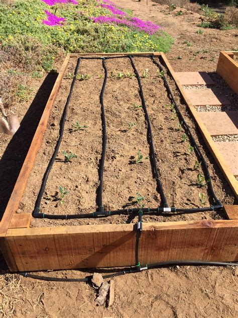 raised garden bed with drip irrigation 8