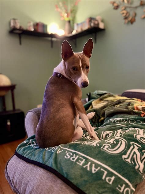 Frank’s new tinder profile pic : r/Basenji