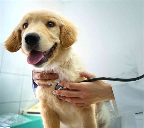 pet insurance cover neutering 7