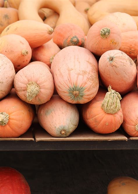 Gourds Fall - Free photo on Pixabay - Pixabay